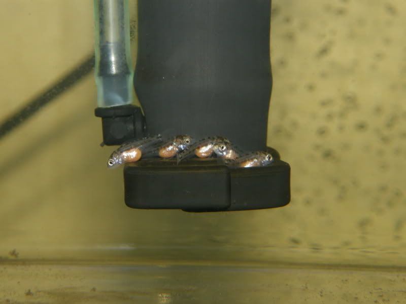 IPB Image
