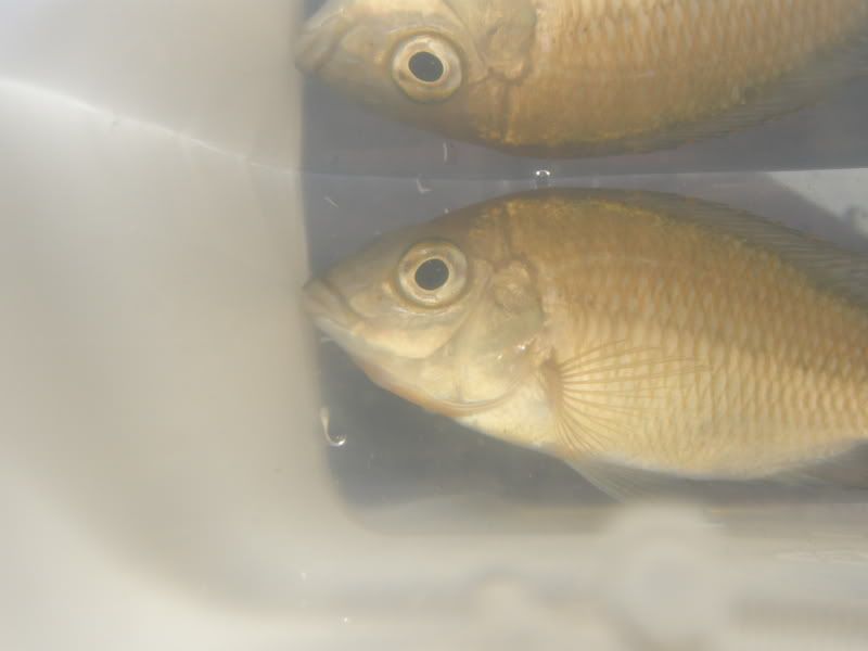 IPB Image