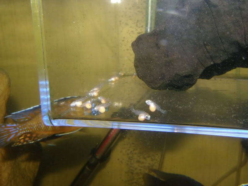 IPB Image