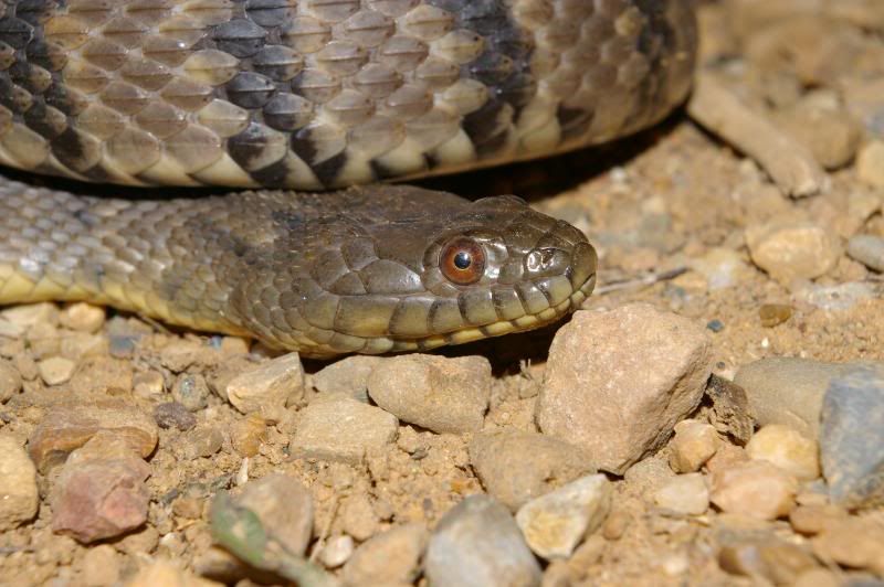 Eastern Water Snake