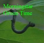 Morningstar Green Time