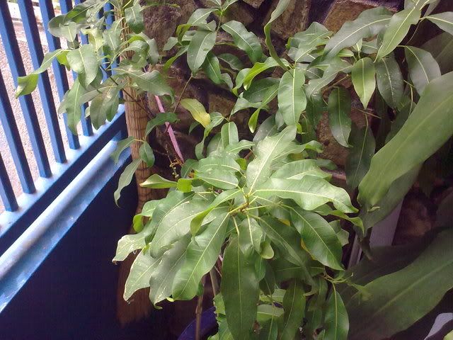 5800 xpressmusic, a e nào xài rùi chưa?