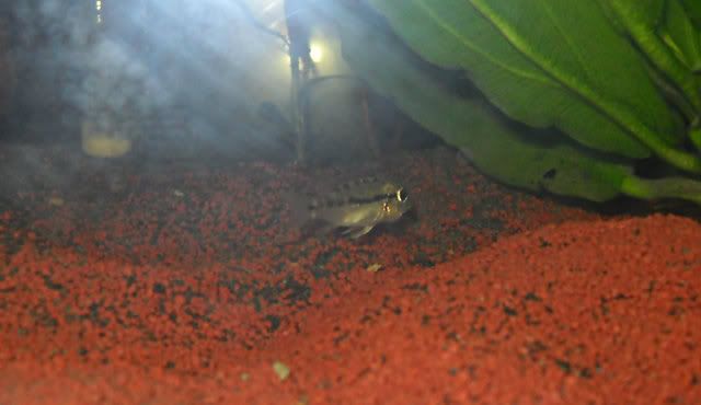 http://i129.photobucket.com/albums/p233/nightelven666/Nieuwe%20Aqua%201m/Aquanieuw020.jpg