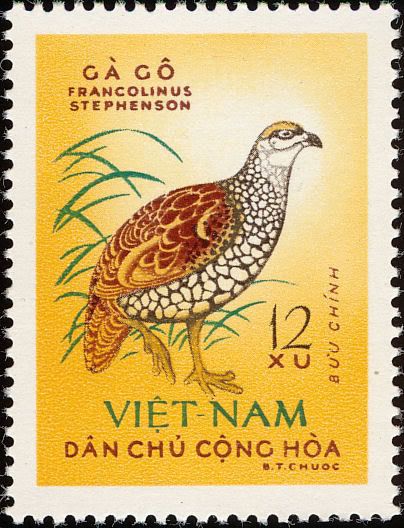 Các Loại  gà Gô (chim Đa Đa) ở Việt Nam