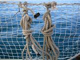sska_ropes.jpg