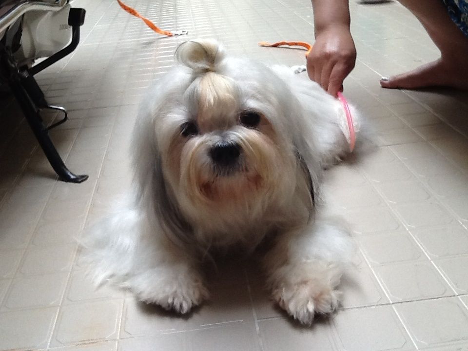 thanh lí gấp 1 con chó tâychu lai doodle - 3