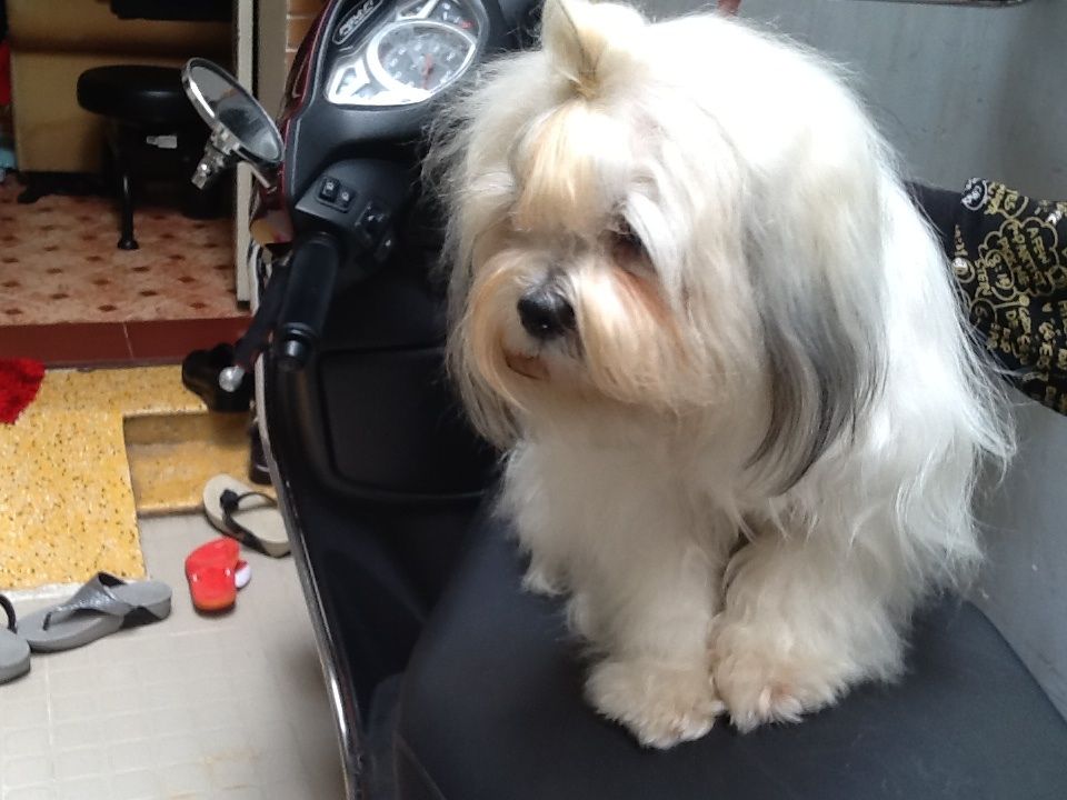 thanh lí gấp 1 con chó tâychu lai doodle