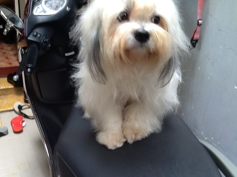 thanh lí gấp 1 con chó tâychu lai doodle - 2