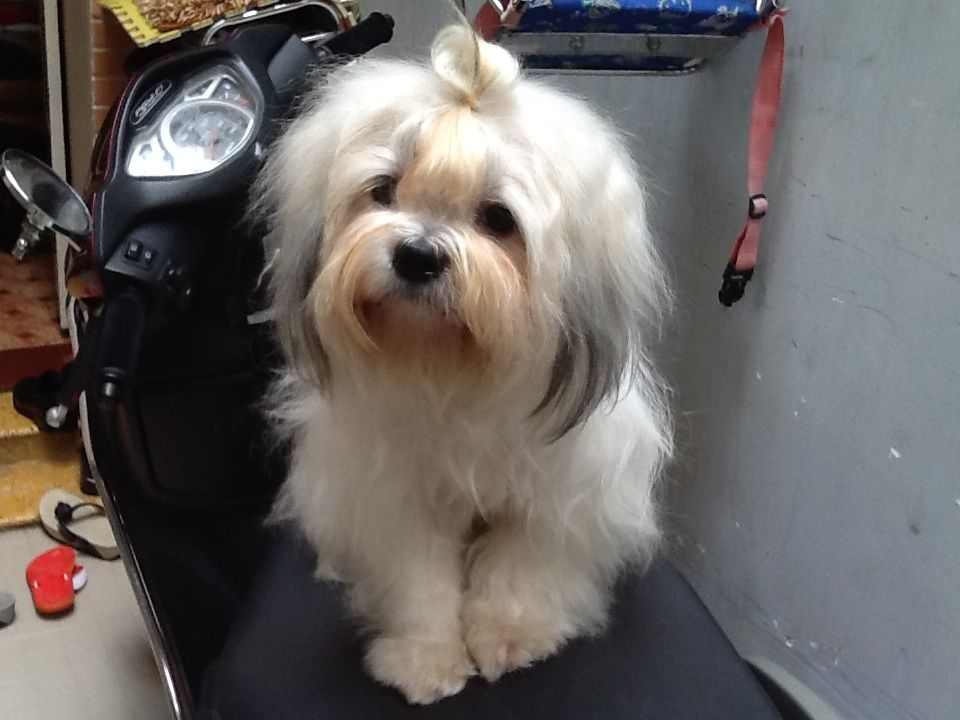 thanh lí gấp 1 con chó tâychu lai doodle - 1