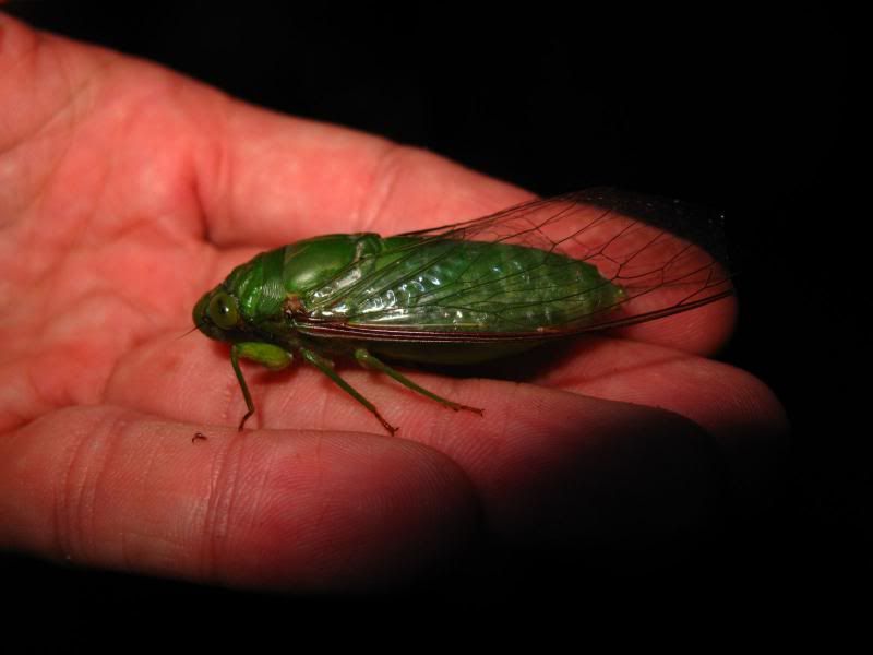  photo IMG_8940-1.jpg