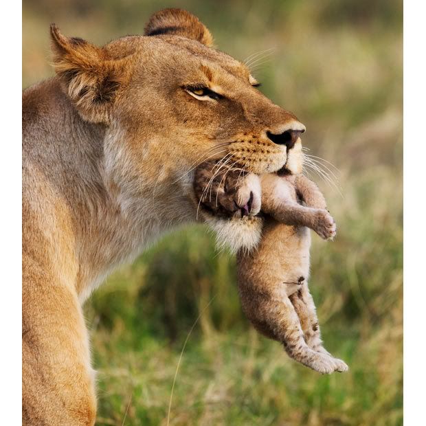 http://i129.photobucket.com/albums/p239/IraqBruin/News/November%202010/lioness-cub_1763923i.jpg