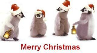 Merry Christmas Penguins Pictures, Images and Photos