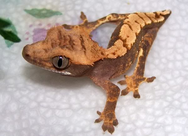 Black Panther Crested Gecko Diet In Wild