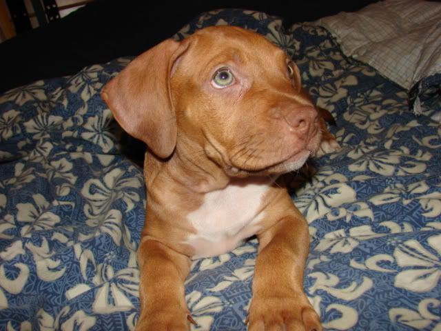 cute pitbull puppies pictures. cute red nose pitbull terrier