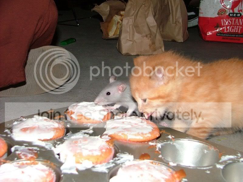 32396.jpg