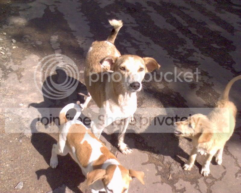 Dog4.jpg