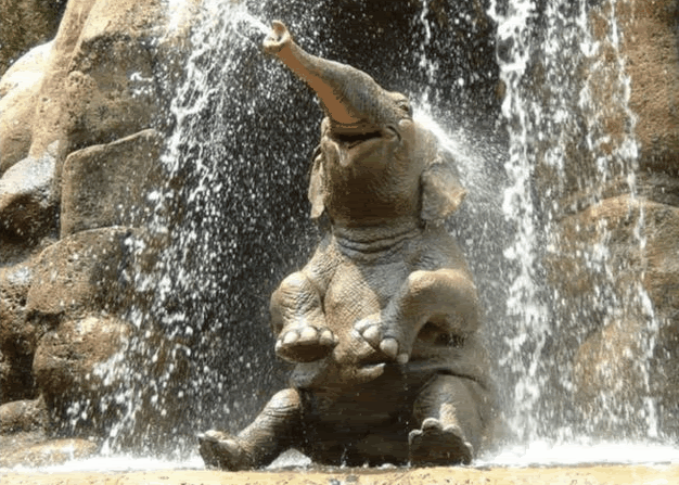ali.gif