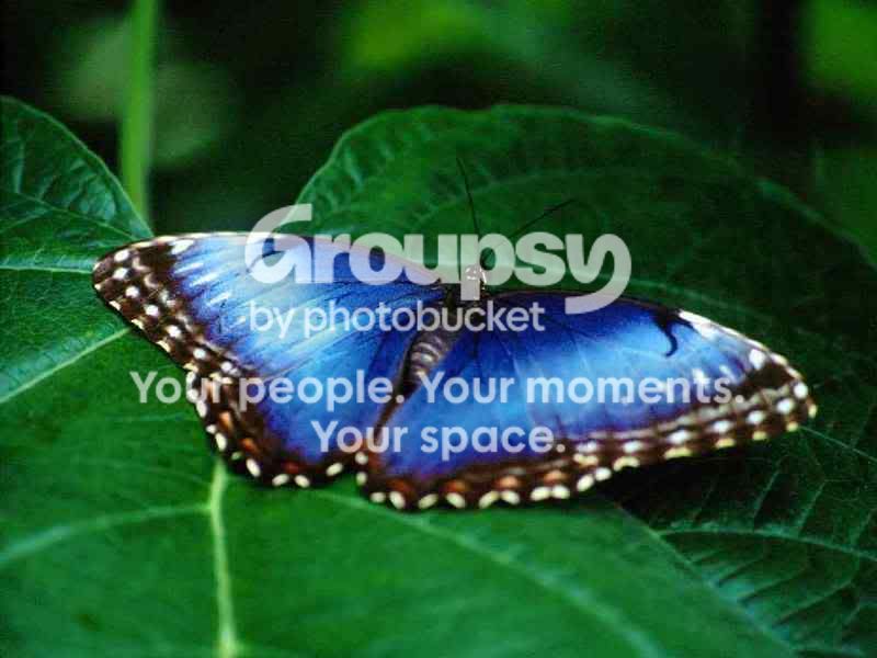 bluebutterfly_l.jpg