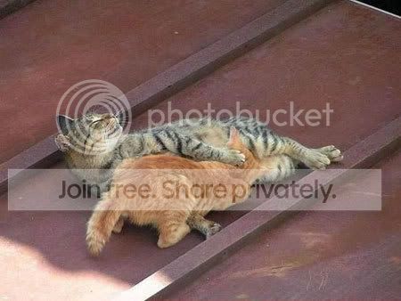 catjob.jpg