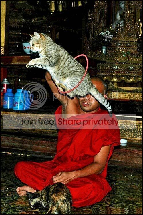 circus_pussy.jpg