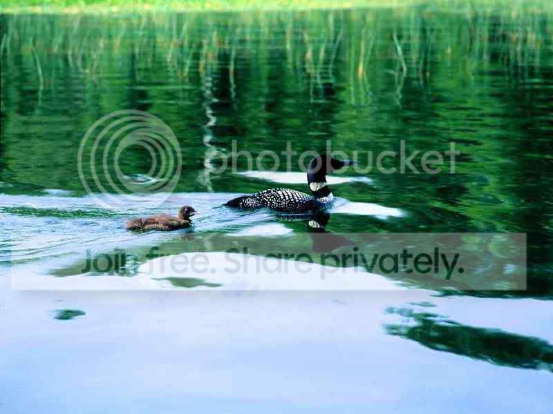 loons_l.jpg