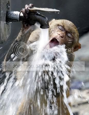 monkeyR_346x450.jpg
