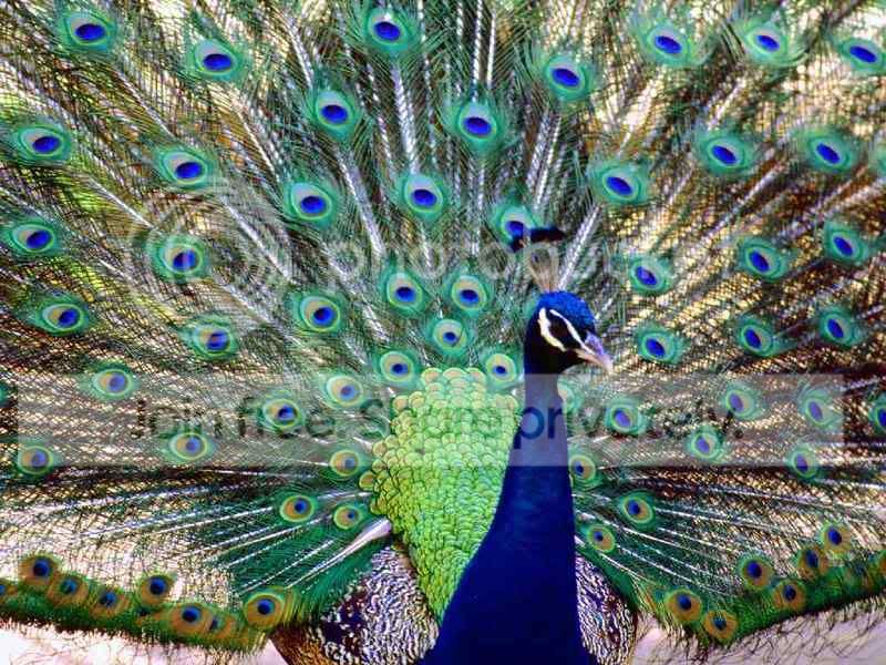 peacock2_l.jpg