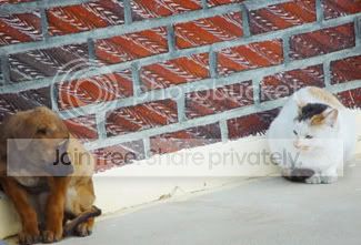 scared_dog.jpg