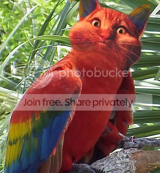 https://i129.photobucket.com/albums/p217/nicita06/parrotcat.jpg
