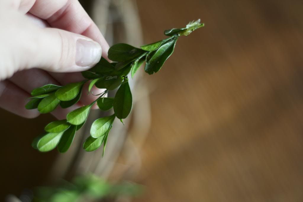 I have wanted a boxwood wreath for a long time. The price tag, not so much, Luckily I found an amazing deal on one, the only problem the shape.  See how I fixed that! 